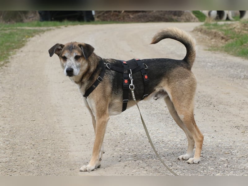 Rudi sehnt sich nach seiner eigenen Familie (84152 Mengkofen)