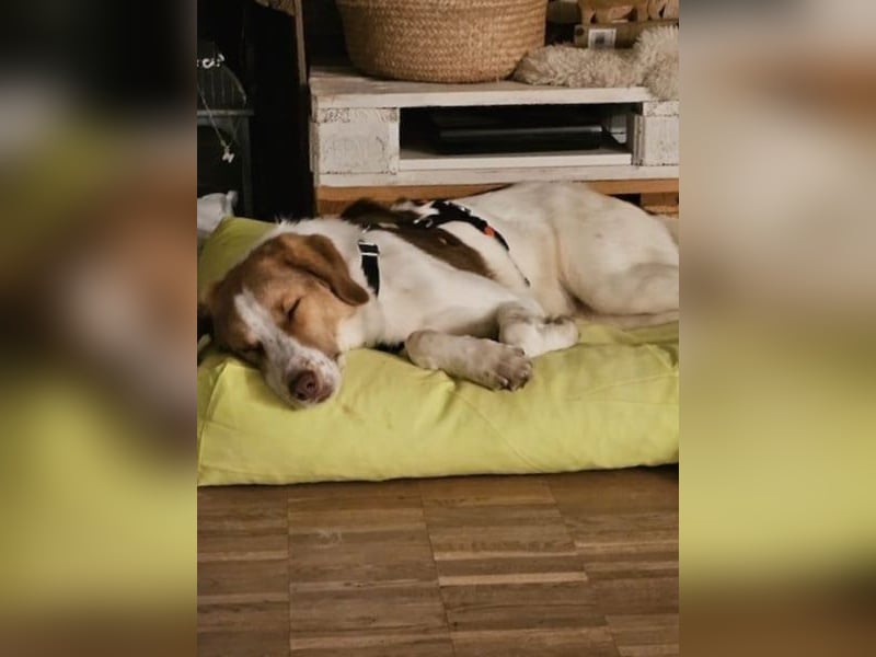 Loki – Bekommt er jetzt seine Chance? (51145 Köln)