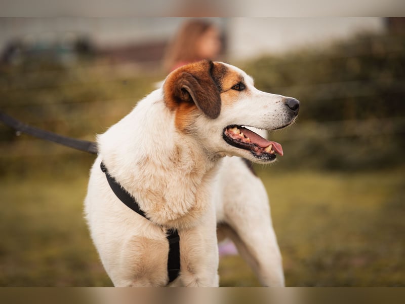 Sharky - Kinderfreund sucht Familie (47839 Krefeld)