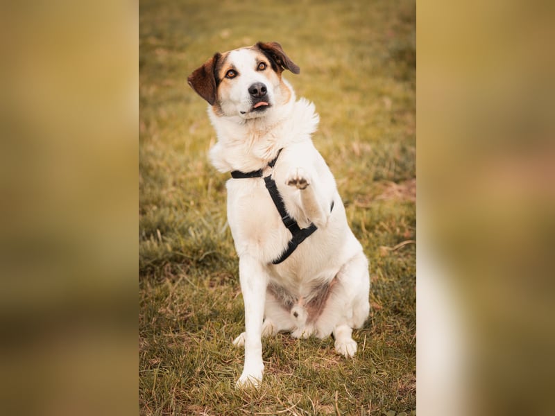 Sharky - Kinderfreund sucht Familie (47839 Krefeld)