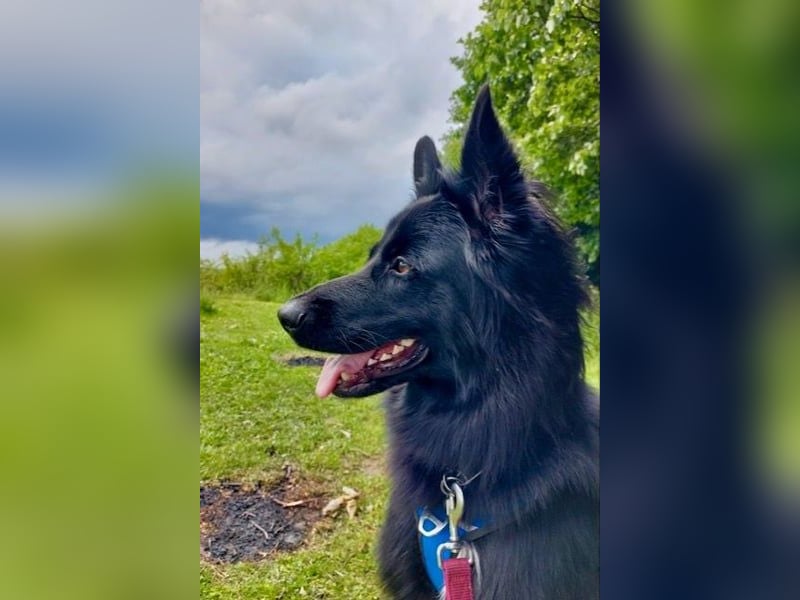 Bodhi möchte endlich ankommen (45257 Essen)