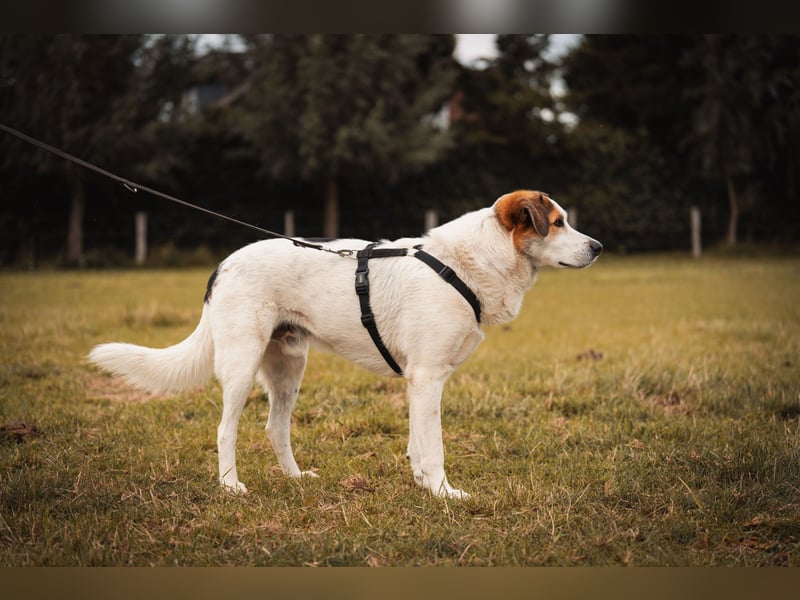 Sharky - Kinderfreund sucht Familie (47839 Krefeld)