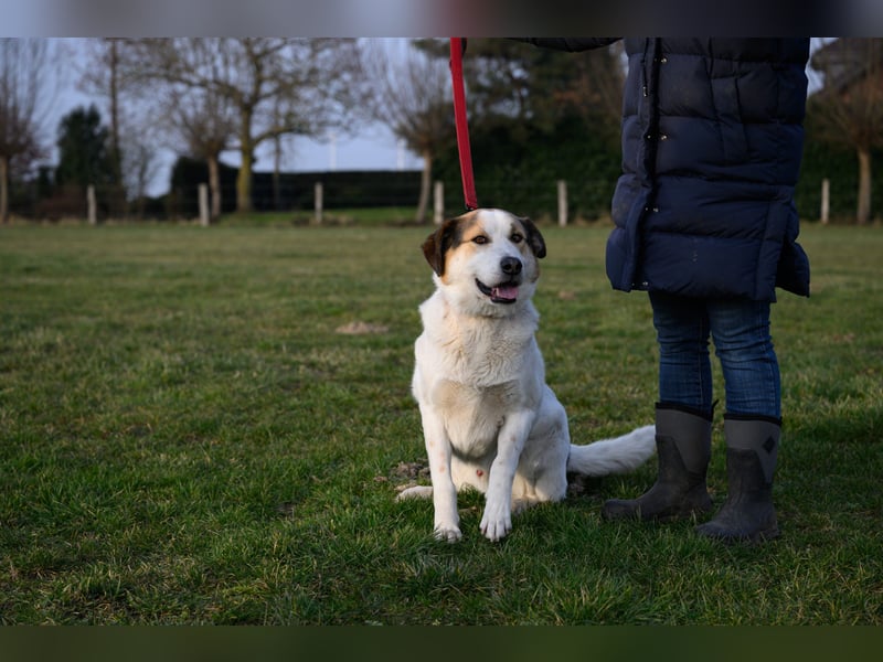 Sharky - Kinderfreund sucht Familie (47839 Krefeld)