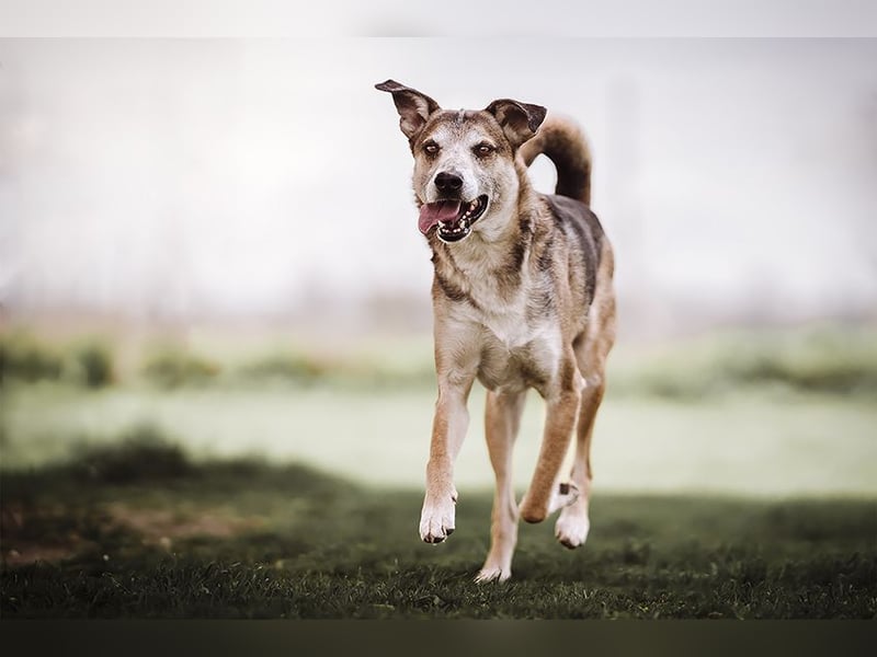 Rudi sehnt sich nach seiner eigenen Familie (84152 Mengkofen)