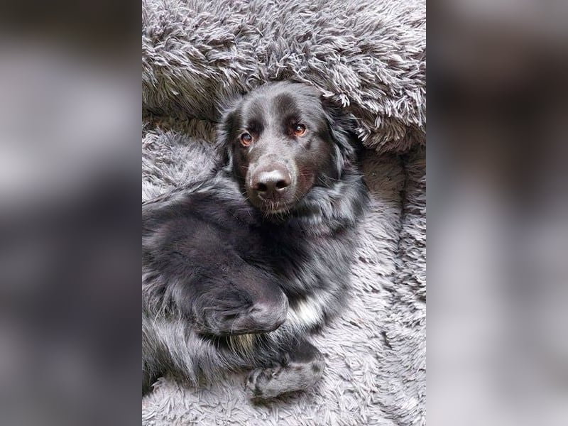 Bodhi möchte endlich ankommen (45257 Essen)