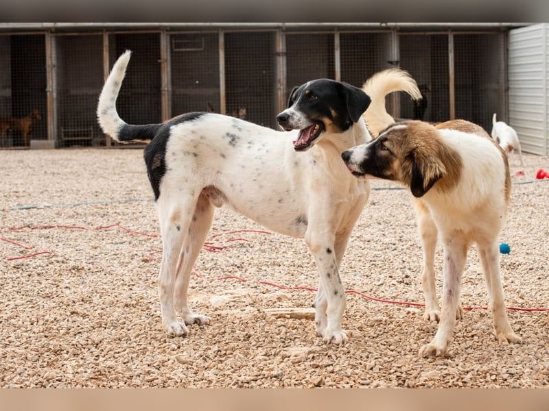 Bandon sucht sein großes Glück