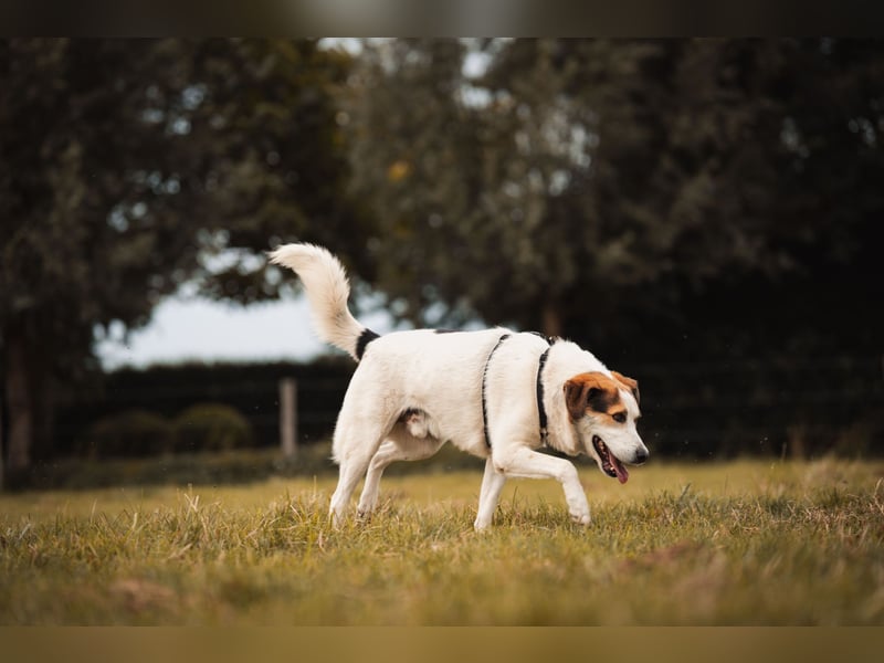 Sharky - Kinderfreund sucht Familie (47839 Krefeld)