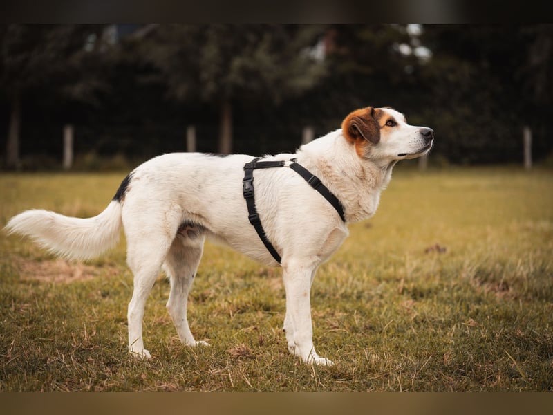 Sharky - Kinderfreund sucht Familie (47839 Krefeld)