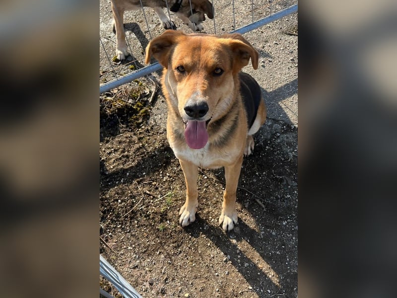 Lemmy - Verstehen Sie Hund? (07806 Weira)