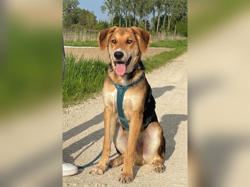 Lemmy - Verstehen Sie Hund? (07806 Weira)