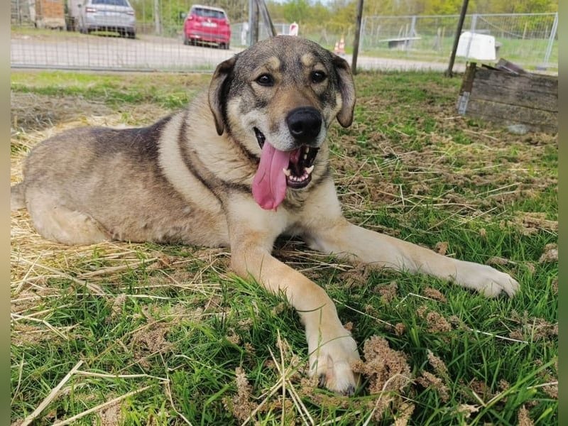Charmanter Finn möchte die Welt erobern – hilfst du ihm dabei? (07806 Weira)