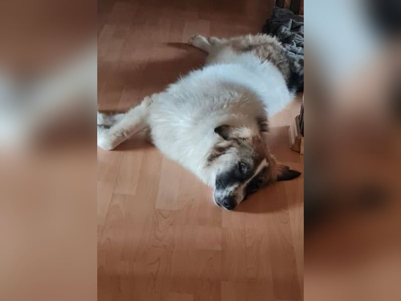 Ozora möchte überzeugen (84104 Rudelzhausen)