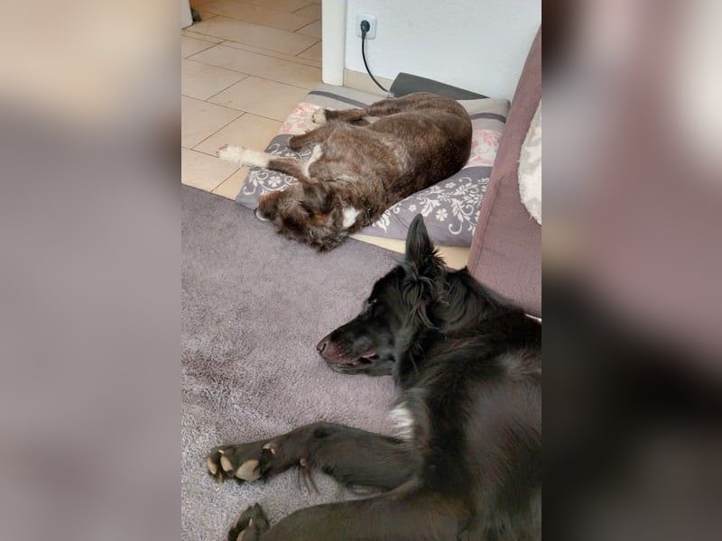 Bodhi möchte endlich ankommen (45257 Essen)