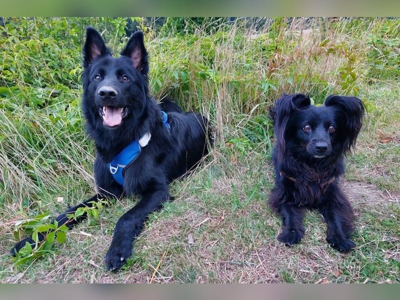Bodhi möchte endlich ankommen (45257 Essen)