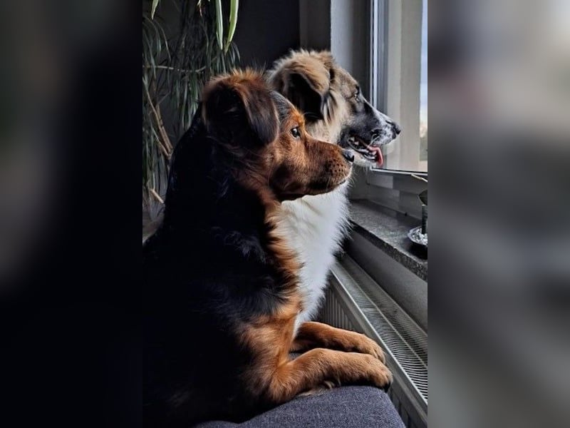 Ozora möchte überzeugen (84104 Rudelzhausen)