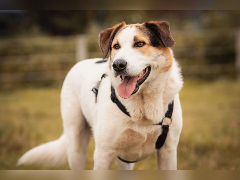 Sharky - Kinderfreund sucht Familie (47839 Krefeld)