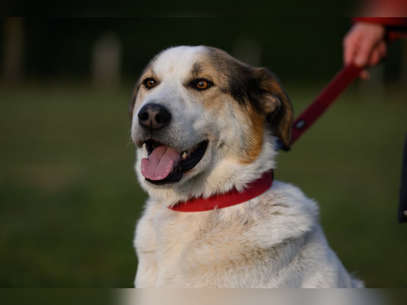 Sharky - Kinderfreund sucht Familie (47839 Krefeld)