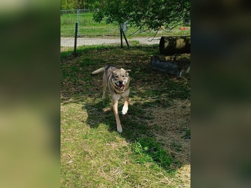 Charmanter Finn möchte die Welt erobern – hilfst du ihm dabei? (07806 Weira)