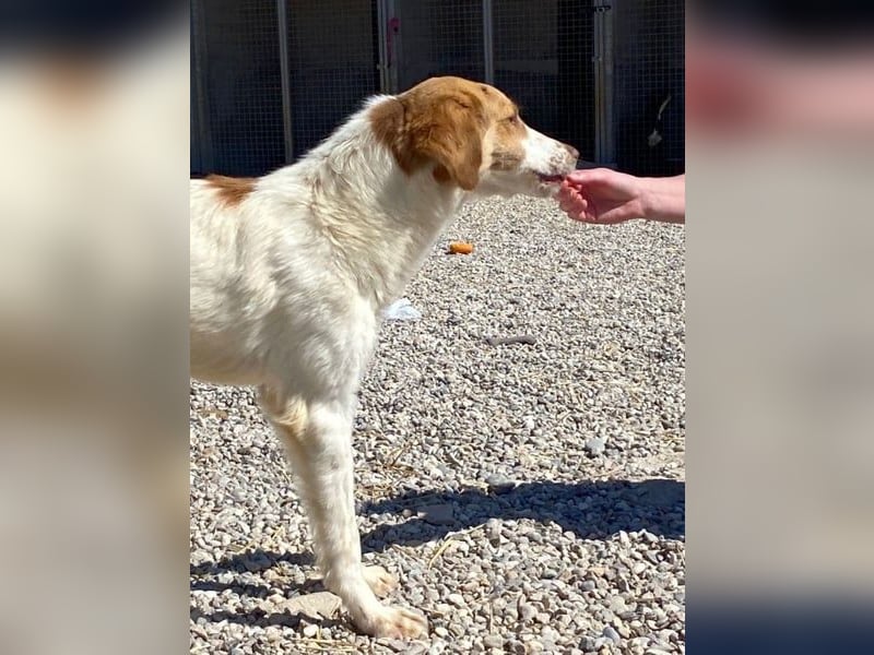 Loki – Bekommt er jetzt seine Chance? (51145 Köln)