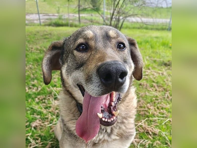 Charmanter Finn möchte die Welt erobern – hilfst du ihm dabei? (07806 Weira)