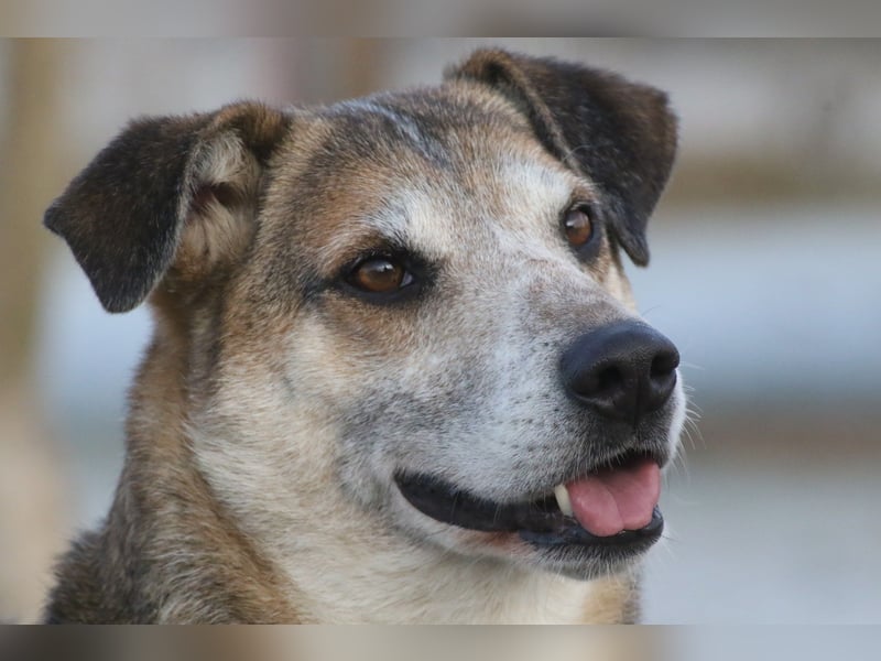 Rudi sehnt sich nach seiner eigenen Familie (84152 Mengkofen)