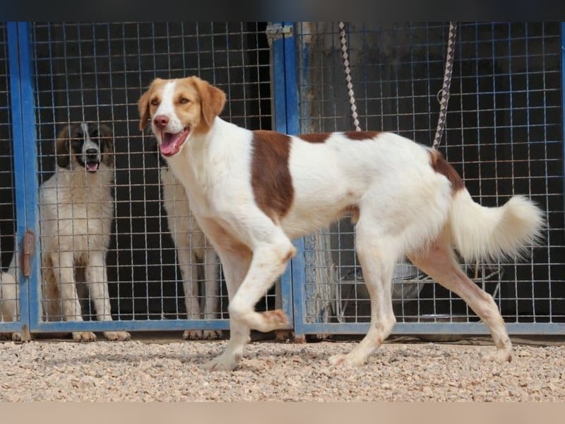 Loki – Bekommt er jetzt seine Chance? (51145 Köln)