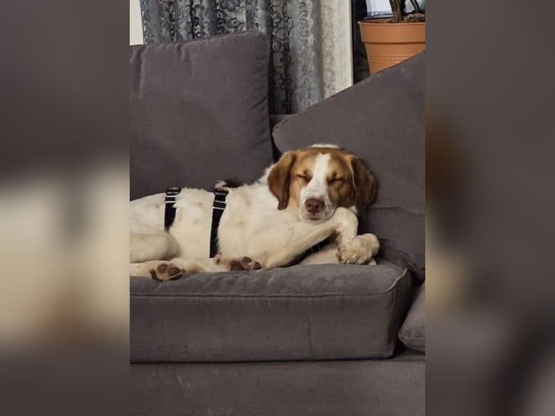 Loki – Bekommt er jetzt seine Chance? (51145 Köln)