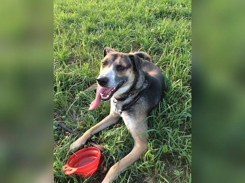 Rudi sehnt sich nach seiner eigenen Familie (84152 Mengkofen)