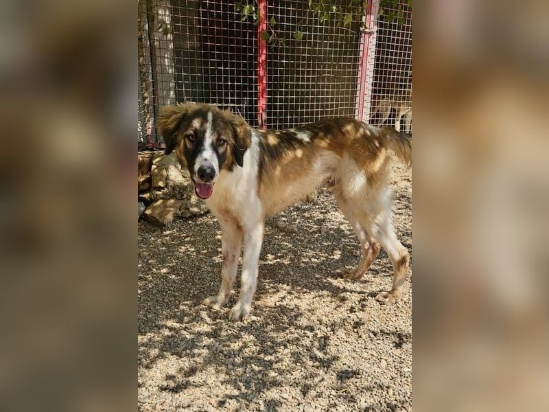 Bandon sucht sein großes Glück