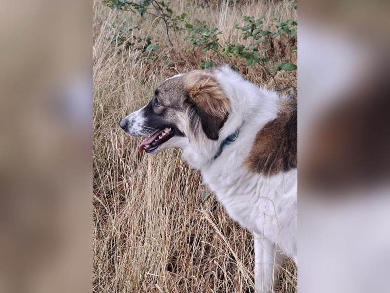 Ozora möchte überzeugen (84104 Rudelzhausen)