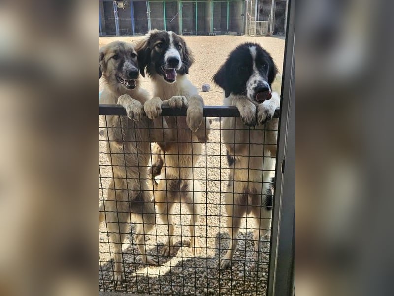 Bandon sucht sein großes Glück