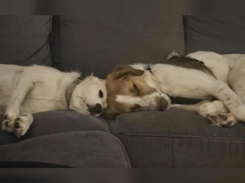 Loki – Bekommt er jetzt seine Chance? (51145 Köln)