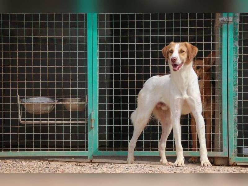 Loki – Bekommt er jetzt seine Chance? (51145 Köln)