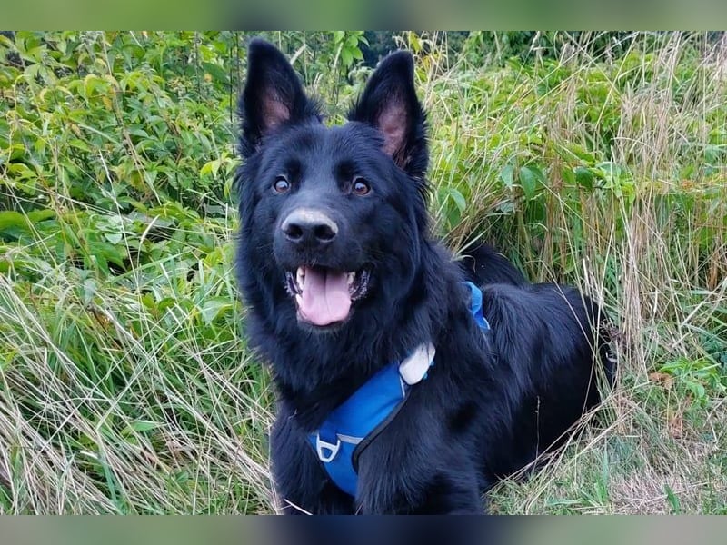 Bodhi möchte endlich ankommen (45257 Essen)