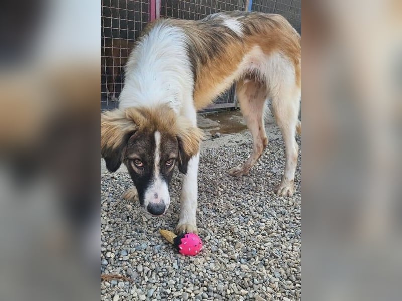 Bandon sucht sein großes Glück