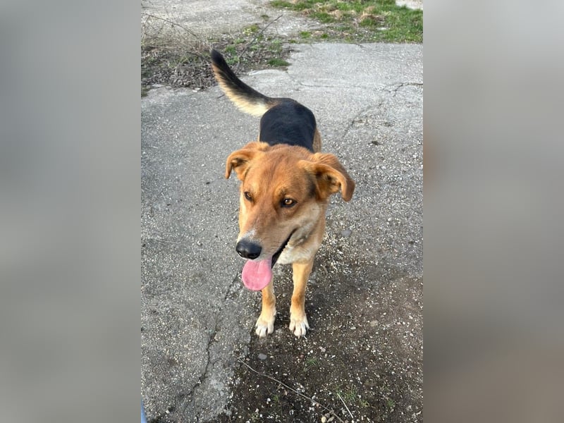 Lemmy - Verstehen Sie Hund? (07806 Weira)