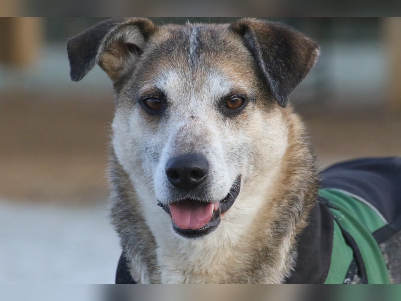 Rudi sehnt sich nach seiner eigenen Familie (84152 Mengkofen)