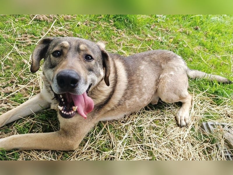 Charmanter Finn möchte die Welt erobern – hilfst du ihm dabei? (07806 Weira)