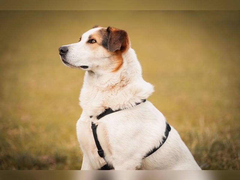 Sharky - Kinderfreund sucht Familie (47839 Krefeld)