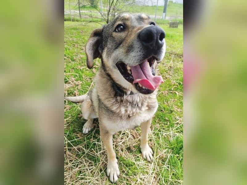 Charmanter Finn möchte die Welt erobern – hilfst du ihm dabei? (07806 Weira)