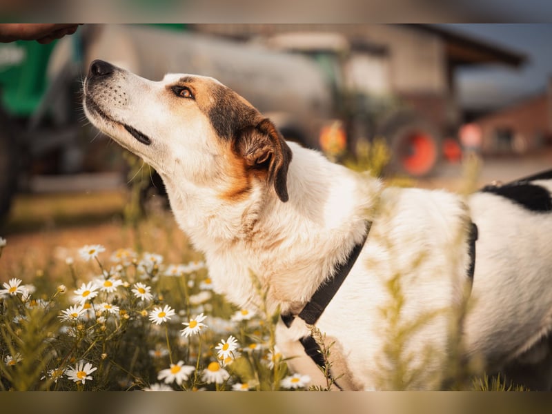 Sharky - Kinderfreund sucht Familie (47839 Krefeld)