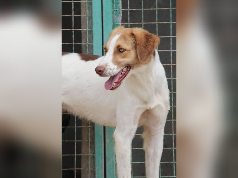 Loki – Bekommt er jetzt seine Chance? (51145 Köln)