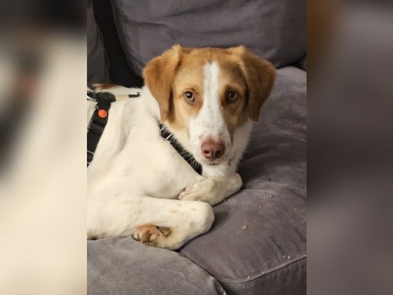 Loki – Bekommt er jetzt seine Chance? (51145 Köln)