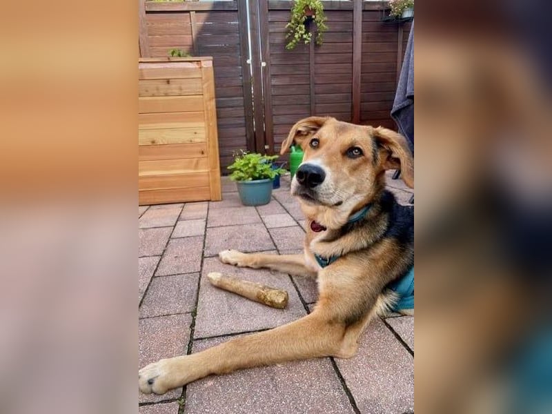 Lemmy - Kasperkopf sucht Menschen, die ihn verstehen (07806 Weira)