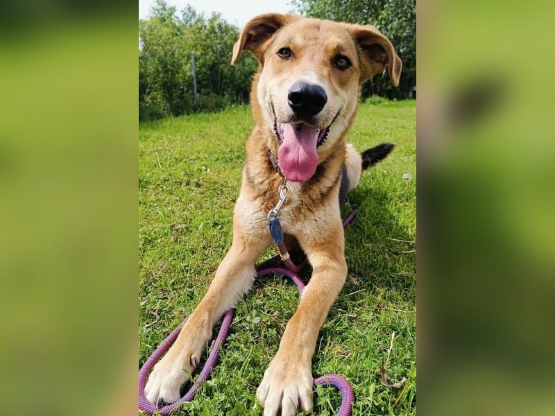 Lemmy - Verstehen Sie Hund? (07806 Weira)