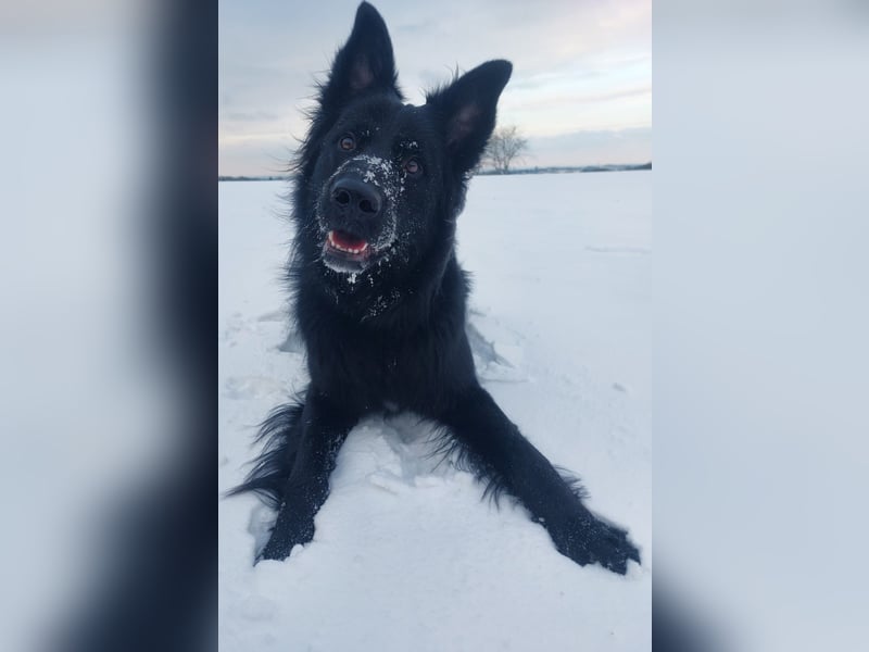 Bodhi möchte endlich ankommen (45257 Essen)