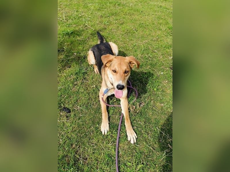 Lemmy - Verstehen Sie Hund? (07806 Weira)