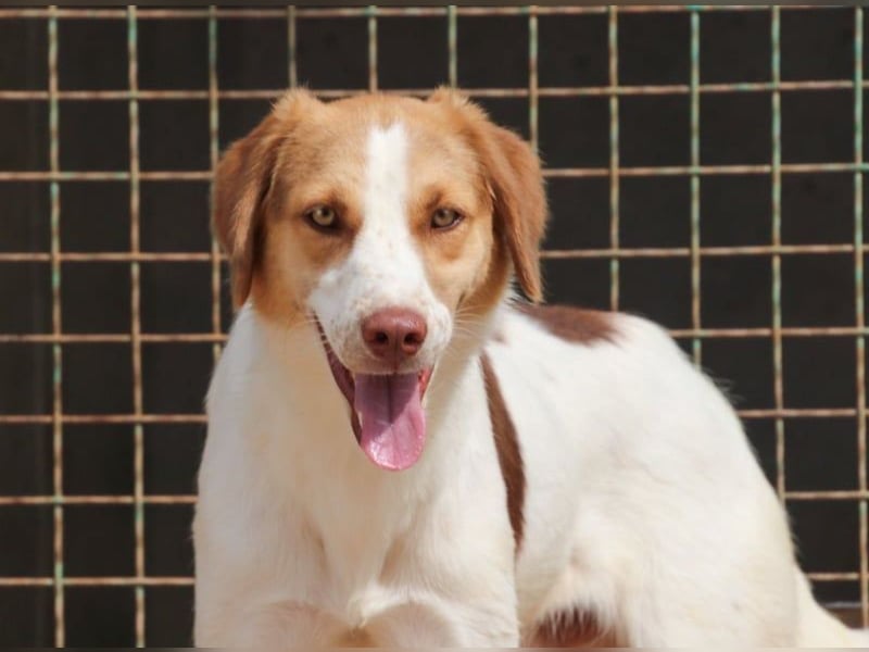 Loki – Bekommt er jetzt seine Chance? (51145 Köln)
