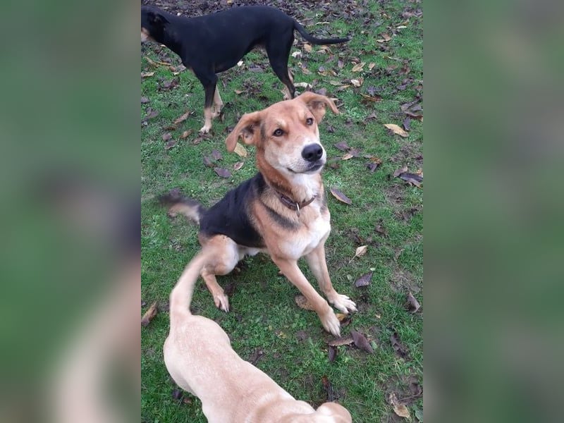 Lemmy - Verstehen Sie Hund? (07806 Weira)