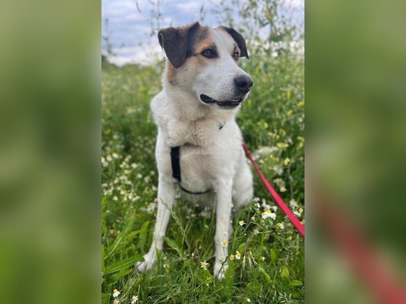 Sharky - Kinderfreund sucht Familie (47839 Krefeld)